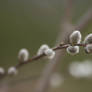 Soft Willow Catkins