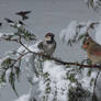 Birds in Conversation