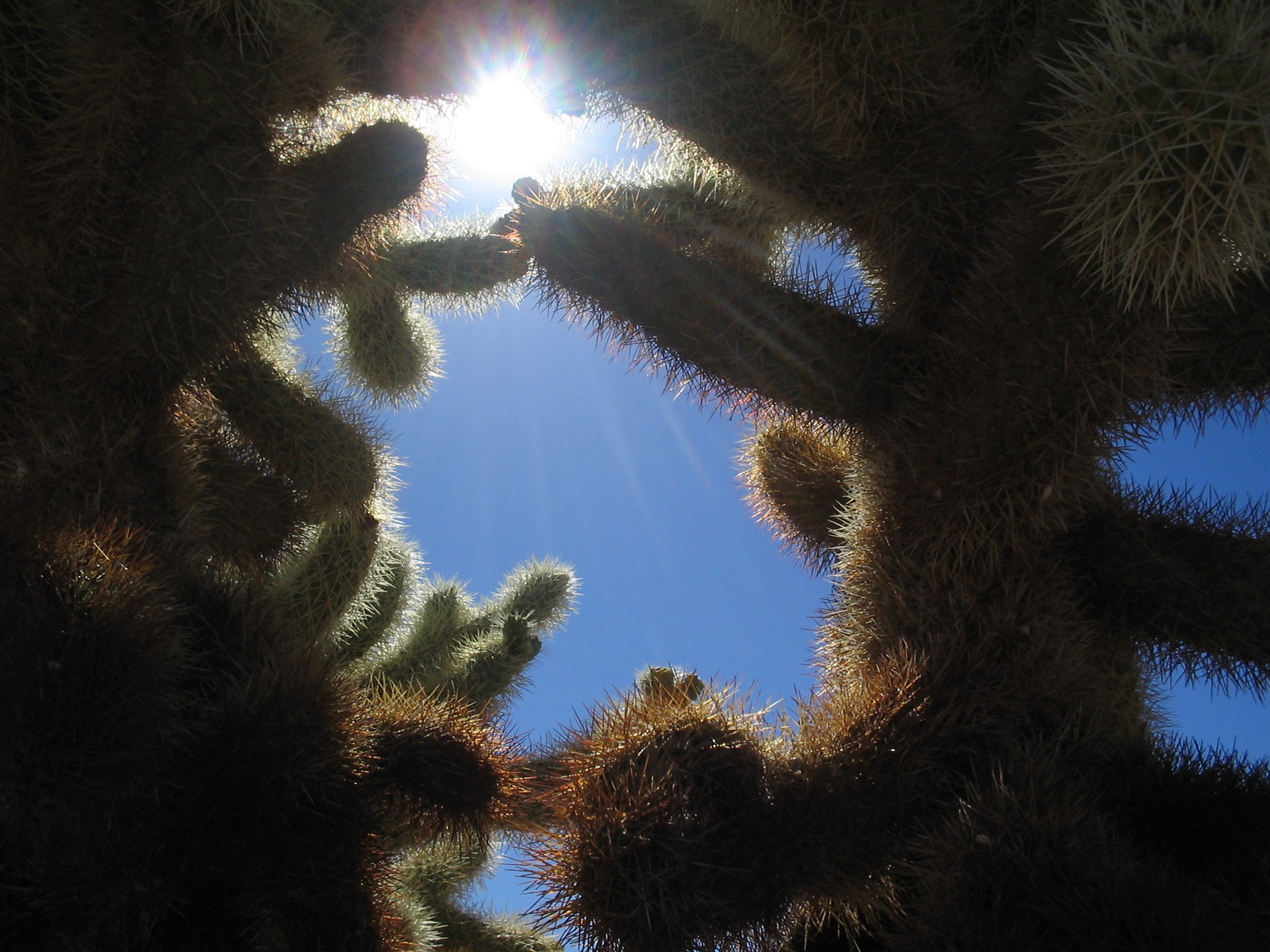 Cactus love sun