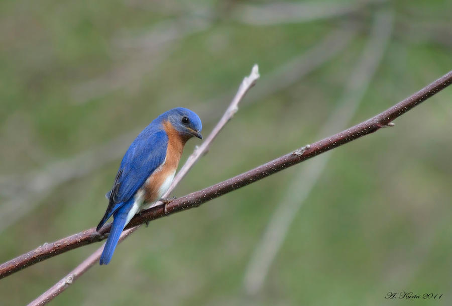 Eastern Bluebird