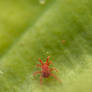 Another Spider Mite