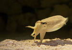 The Cuttlefish! by BirdinByNoon