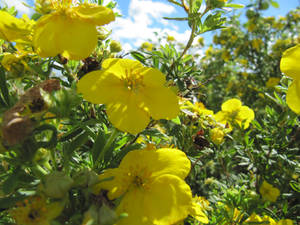 Yellow flowers