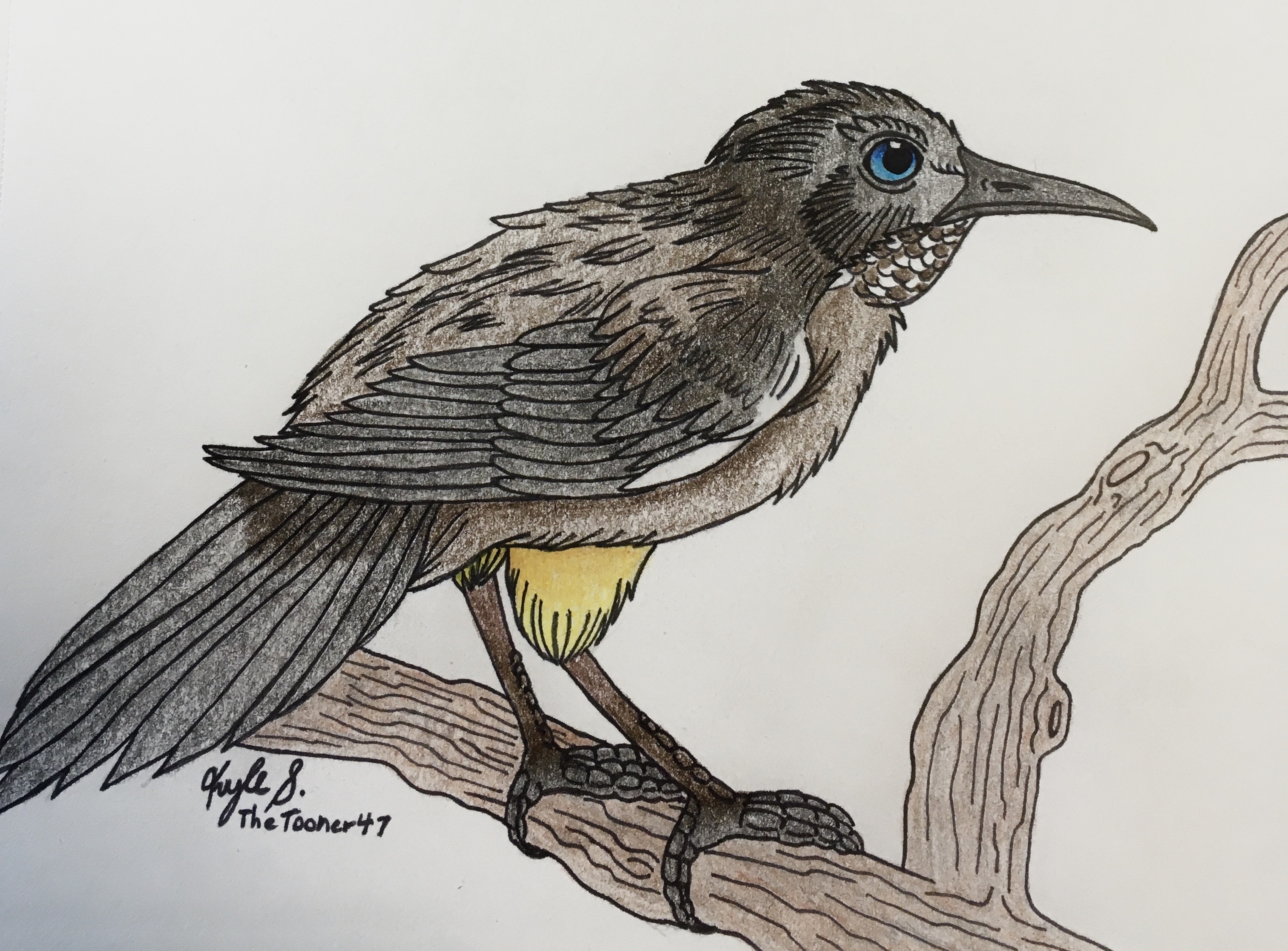 Kauai Oo By TheTooner47 On DeviantArt kauai-oo-by-thetooner47-on-deviantart