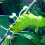 large green caterpillar