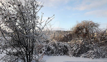 Frozen trees