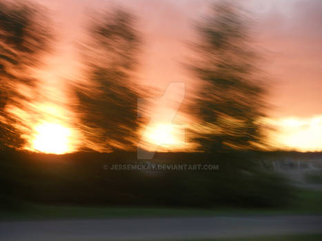 Trees by the road