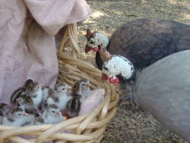 Parents and Children