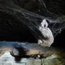 Fossil spider web in a cave