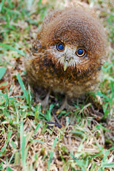 Owl Fluff