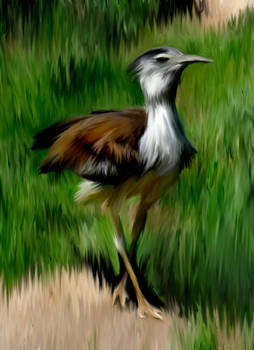 Kori Bustard