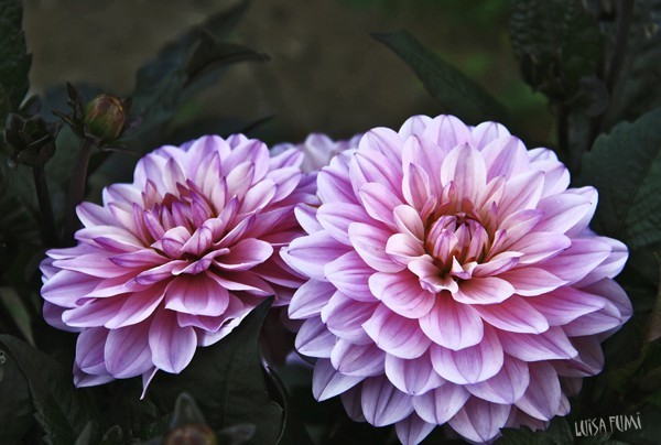 Dahlias in the dark