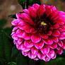 funky dahlia