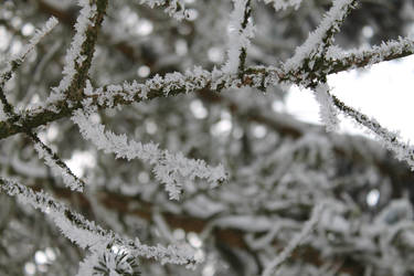 Frozen Tree