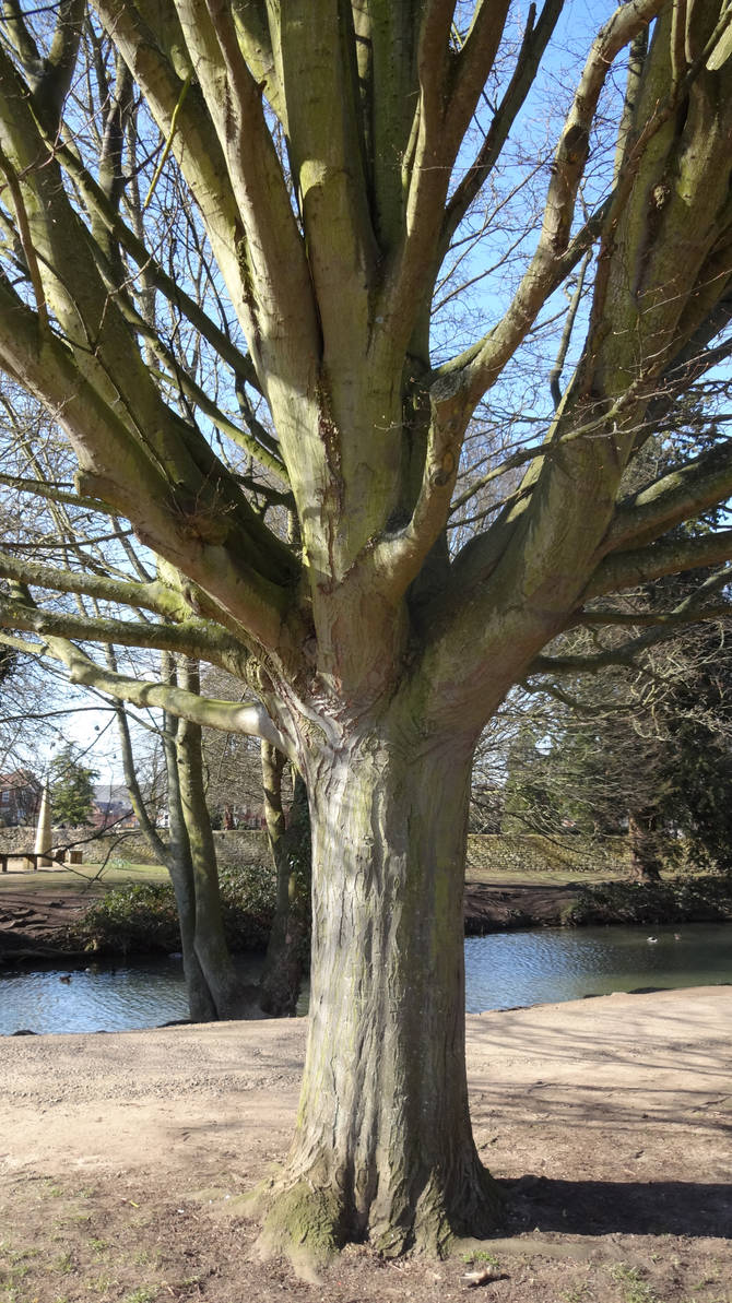 Riverside tree by Kiravorn on DeviantArt