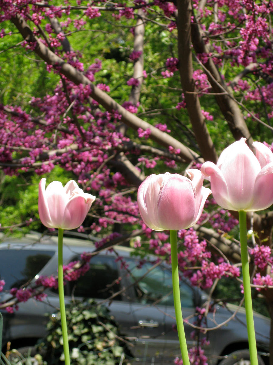 Tulips