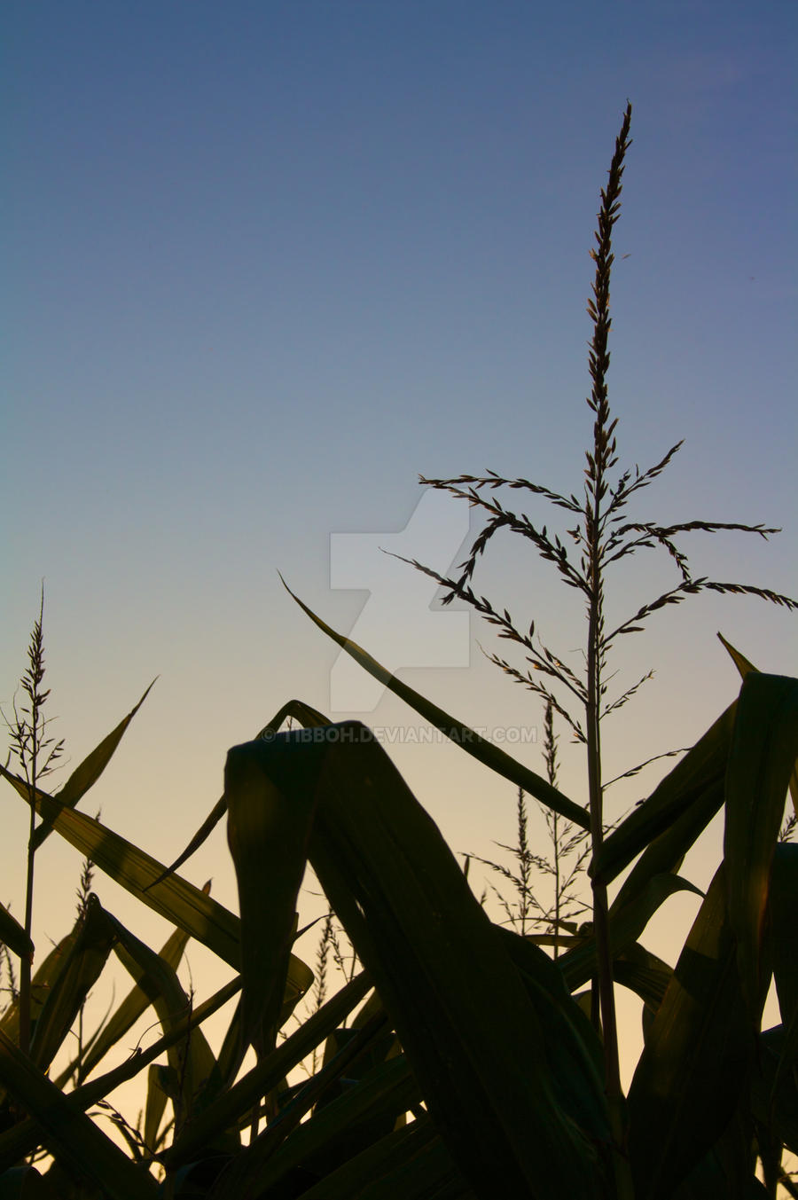 Corn on the horizon