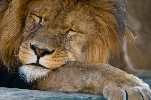 sleeping Lion