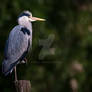 grey heron posing