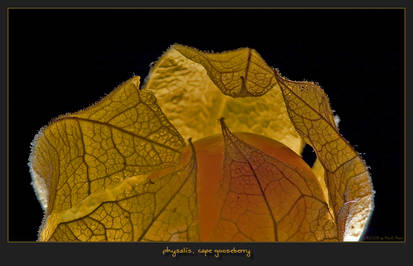 Physalis, Cape gooseberry