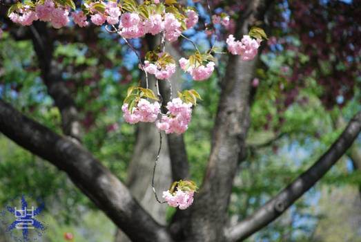 Fresh Blossoms