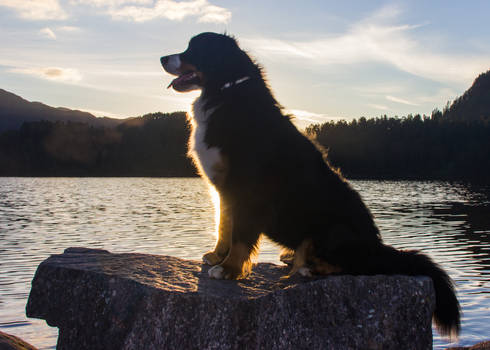 Sunset Dog