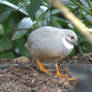 partridge again