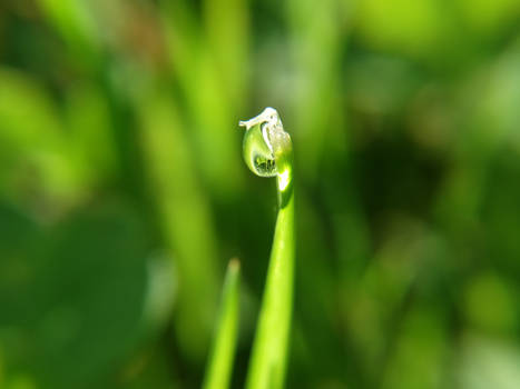 drop in grass 2