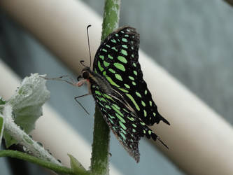 butterfly 6