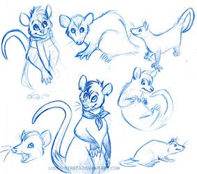 Possum Sketches