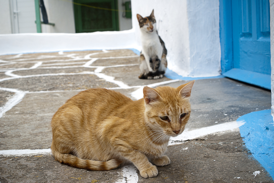 waiting for cat food