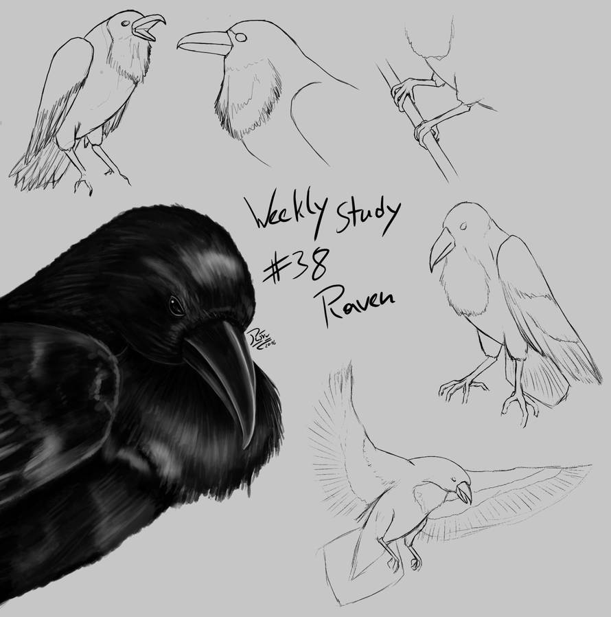 WeeklyStudies #38 Raven by RivvilRothe on DeviantArt