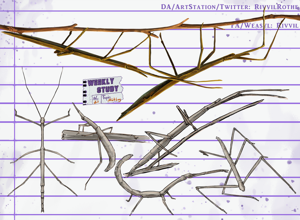 WeeklyStudies V3 #21 Stick Bug by RivvilRothe on DeviantArt
