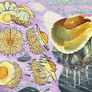 WeeklyStudies V3 #54 Fried Egg Jellyfish