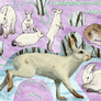 WeeklyStudies V3 #57 Snowshoe hare