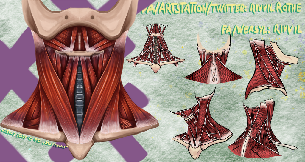 WeeklyStudies V3 #112 Neck Muscles by RivvilRothe on DeviantArt