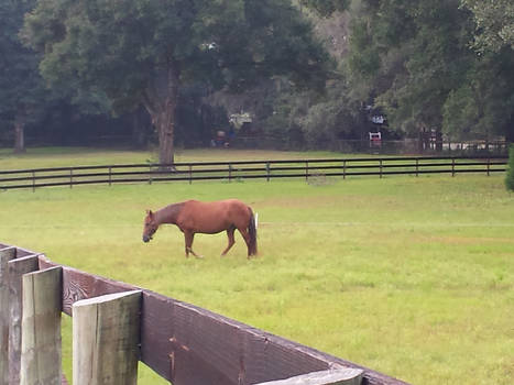 A pony at the farm I help at.