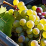 Grapes Growing In Trash Heap