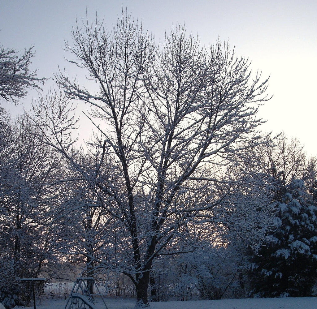 Snowy Tree 2