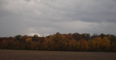 Dark Treeline