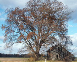 Abandoned Farm Shed 2