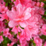 wet pink flower