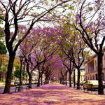Primavera by RicardoNobrega