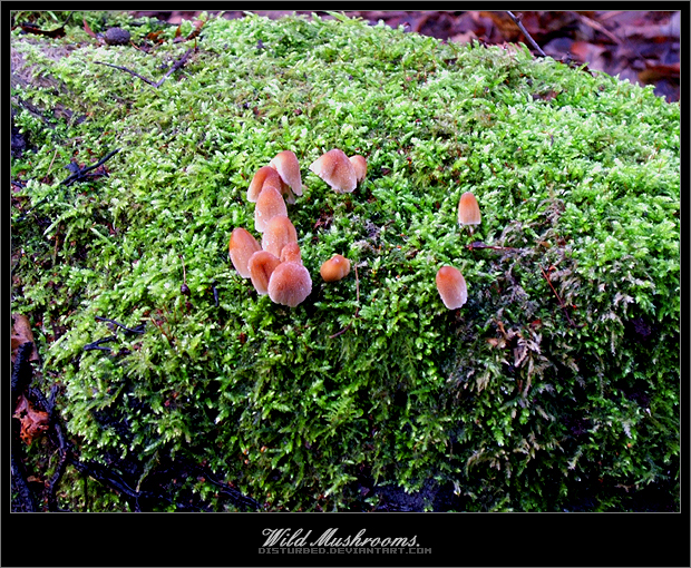 WildMushrooms.