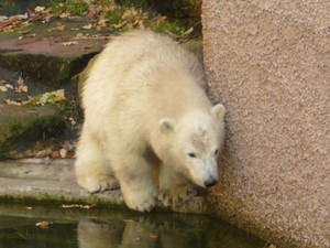 Flocke from Nuremberg Zoo