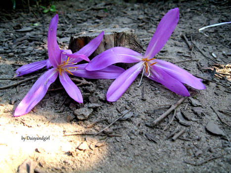 2x purple flower