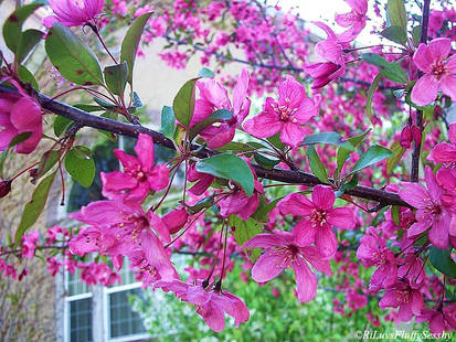 Little Pink Flowers