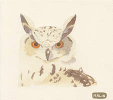 Owl-ed one HD
