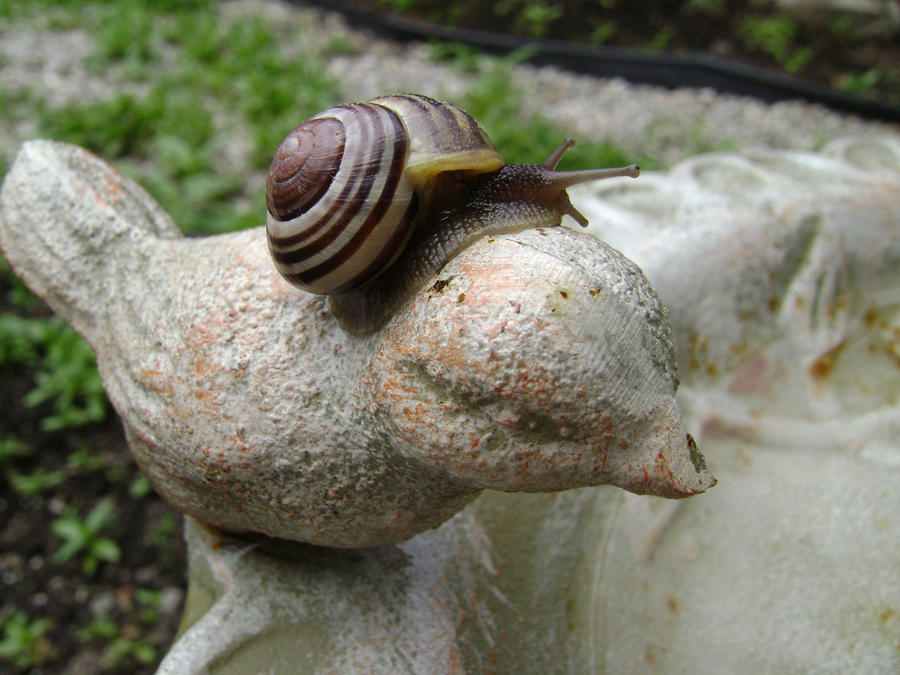 Adventure Snail 7