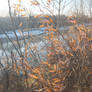 Winter vegetation